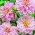 Dahlia Deco. Bonesta x1 I .