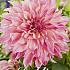 Dahlia Deco. Cafe au Lait Royal x 1 I .