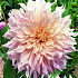 Dahlia Deco. Cafe au Lait x 1 I .