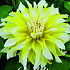 Dahlia Deco. Calgary Flame x1 I .