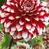 Dahlia Deco. Checkers x 1 I .