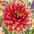 Dahlia Deco. Dazzling Magic x 1 I .