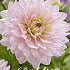 Dahlia Deco. Diana's Memory x 1 I .