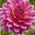 Dahlia Deco. Dutch Silence x 1 I .