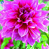 Dahlia Deco. Emory Paul x1 I .