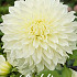 Dahlia Deco. Fleurel x 1 I .