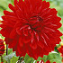 Dahlia Deco. Garden Wonder x 1 I .