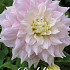 Dahlia Deco. Gitts Perfection x1 I