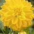 Dahlia Deco. Golden Emblem x 1 I .