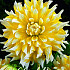 Dahlia Deco. Grand Prix x1 I .