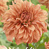 Dahlia Deco. Great Hercules x1 I