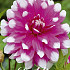 Dahlia Deco. Jean Marie  x 1 I .