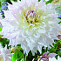 Dahlia Deco. Kas Cloud x1 I .