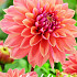 Dahlia Deco. Kick Off x1 I .