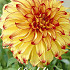 Dahlia Deco. Lady Darlene x 1 I .