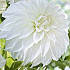 Dahlia Deco. Lady Liberty x 1 I .