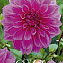 Dahlia Deco. Lilac Time x 1 I .