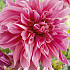 Dahlia Deco. Maki x1 I