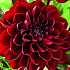 Dahlia Deco. Manoa x1 I .