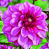 Dahlia Deco. Melissa Anne Marijke x1 I .