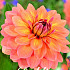 Dahlia Deco. Nicholas x1 I .