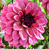 Dahlia Deco. Night Silence x1 I .