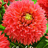 Dahlia Deco. Orange Impact x1 I .