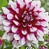 Dahlia Deco. Patches x 1 I .