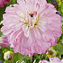 Dahlia Deco. Pink Petticoat x 1 I .