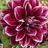 Dahlia Deco. Praime x 1 I .