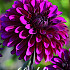 Dahlia Deco. Purple Flame x1 I .