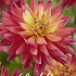 Dahlia Deco. Rainbow Silence x1 I .