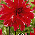 Dahlia Cactus Red Labyrinth x 1 I .