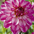 Dahlia Deco. Seducation x 1 I .