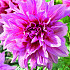 Dahlia Deco. Striped Emory Paul x1 I .