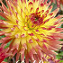 Dahlia Deco. Summer Breeze x 1 I .