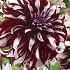 Dahlia Deco. Tartan x 1 I .