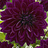 Dahlia Deco. Thomas A. Edison x 1 I .