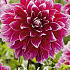 Dahlia Deco. Uncle B x 1 I .