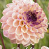 Dahlia Pompon Wine eyed jill x 1 I .