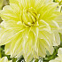 Dahlia Deco. La Luna x1 I