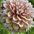 Dahlia Deco. Mats x1 I