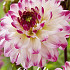 Dahlia Deco. Nina's Choice x1 I