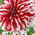 Dahlia Deco. Santa Claus x1 I