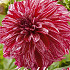 Dahlia Deco. Sturm Sweet Nicole x1 I I