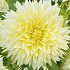 Dahlia Fubuki Canary x 1 I .