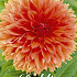 Dahlia Fubuki Orange x1 I