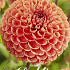 Dahlia Pompon Cornel Brons x 1 I .