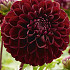 Dahlia Pompon Dark Spirit x 1 I .