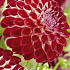 Dahlia Pompon Jowey Joshua x1 I